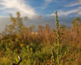 Atriplex patula