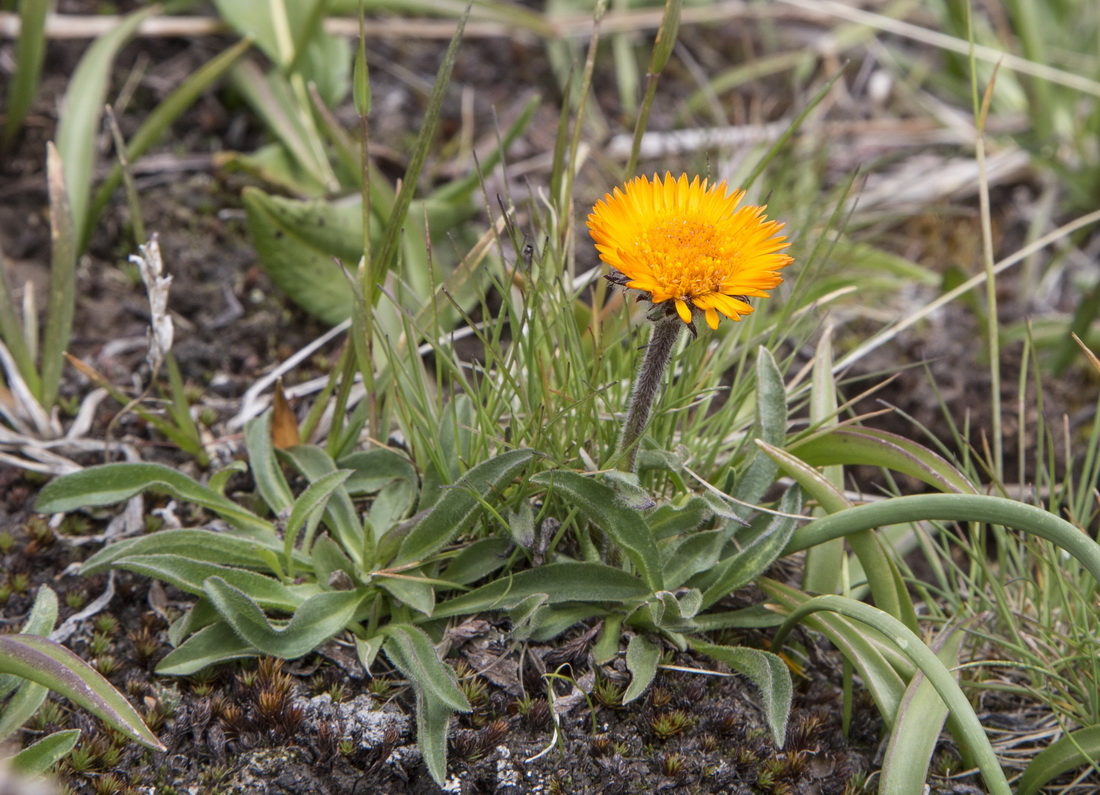 Image of Erigeron aurantiacus specimen.