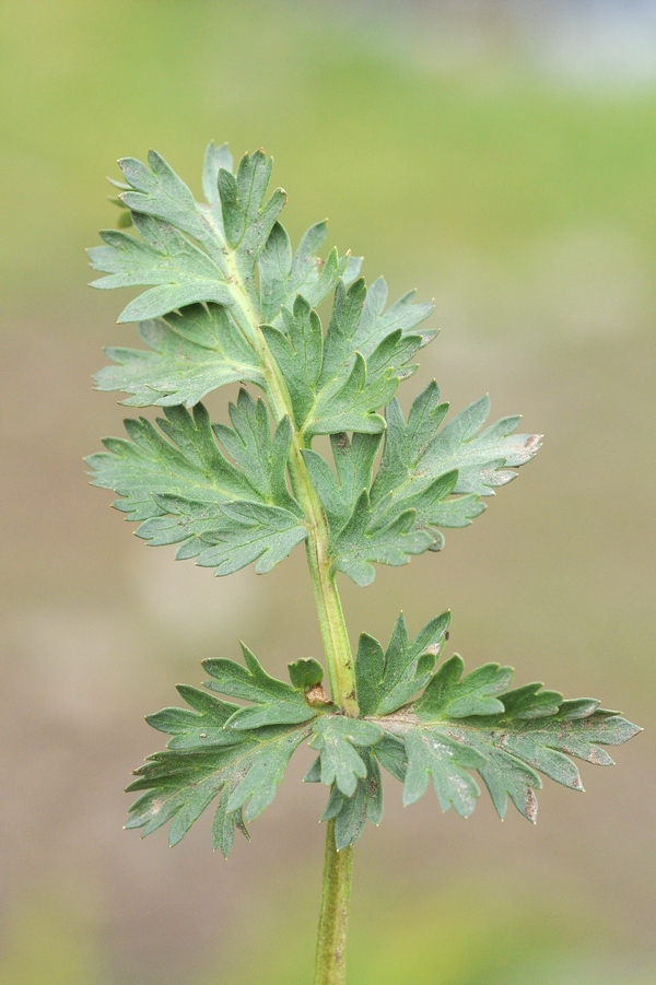 Image of Aulacospermum simplex specimen.