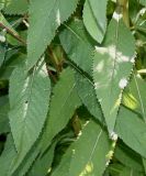 Vernonia gigantea