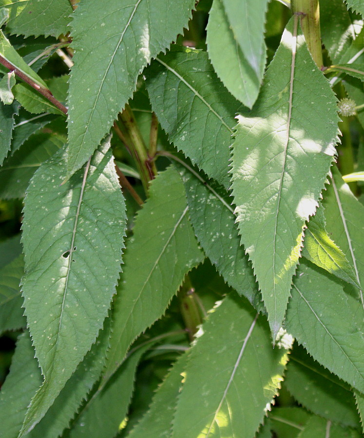 Image of Vernonia gigantea specimen.