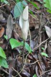 Amorphophallus excentricus. Соцветие. Таиланд, национальный парк Си Пханг-нга. 20.06.2013.