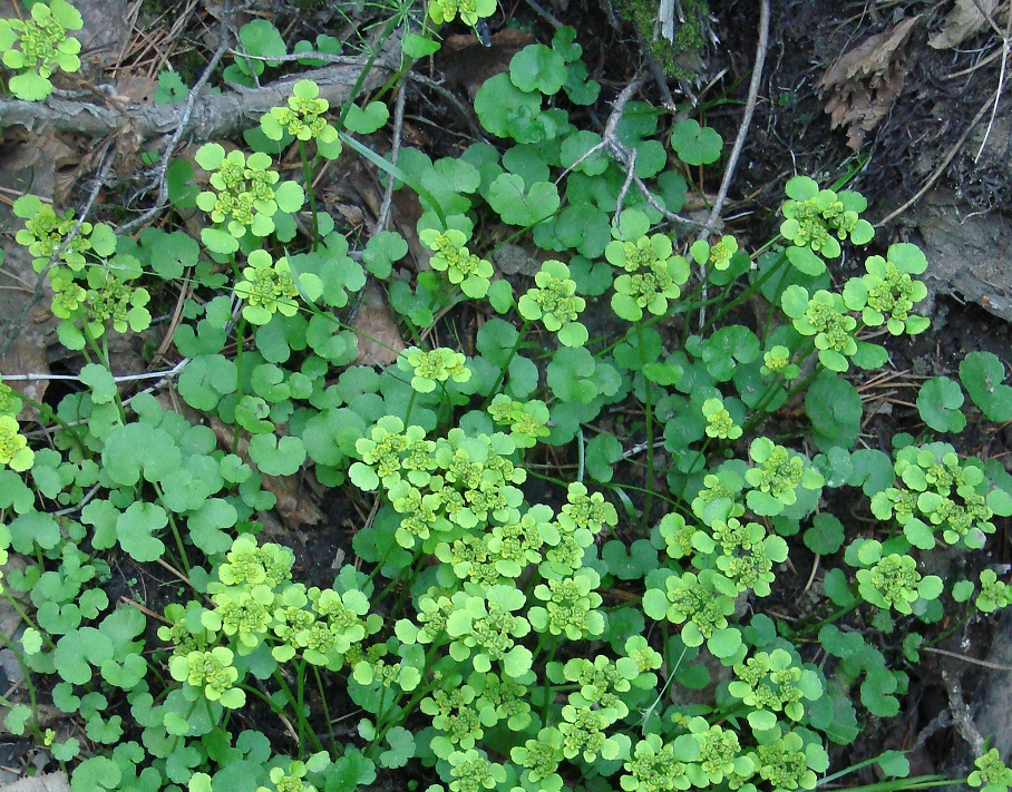 Image of Chrysosplenium sibiricum specimen.