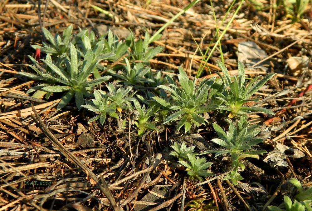 Изображение особи Eritrichium karavaevii.