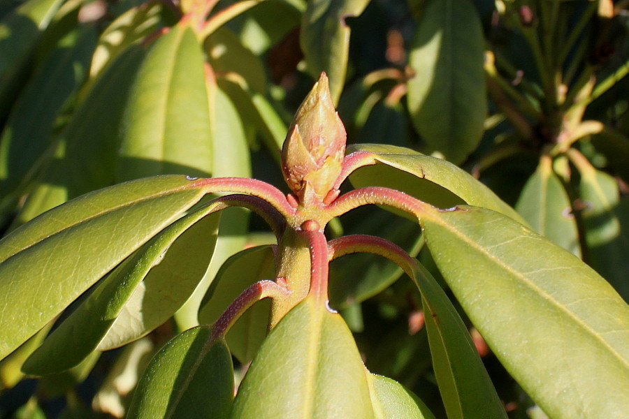 Изображение особи Rhododendron catawbiense.