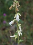 Campanula alliariifolia. Часть соцветия. Адыгея, хребет Уна-Коз. 13.08.2008.