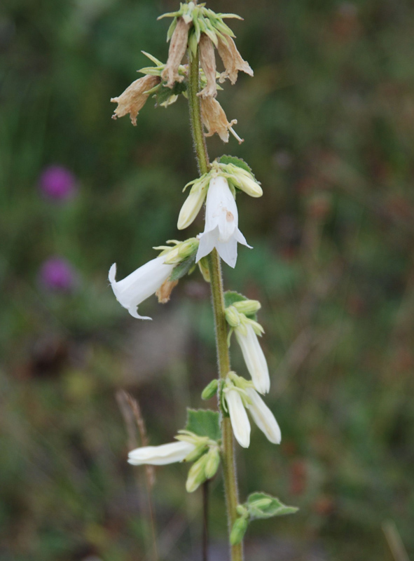 Изображение особи Campanula alliariifolia.