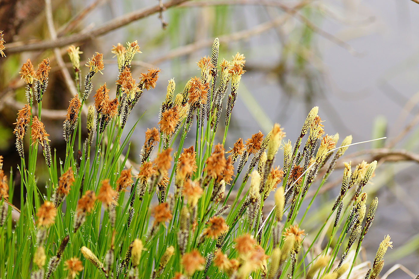 Изображение особи Carex cespitosa.