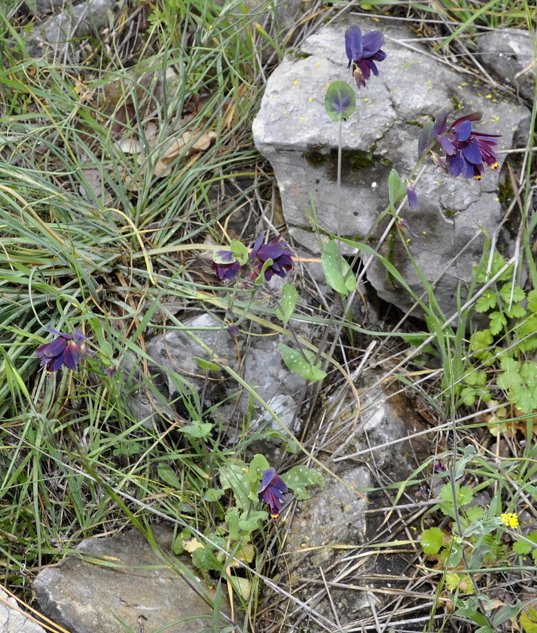 Image of Cerinthe retorta specimen.