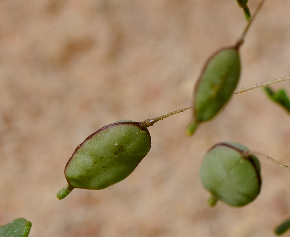 Image of Savignya parviflora specimen.