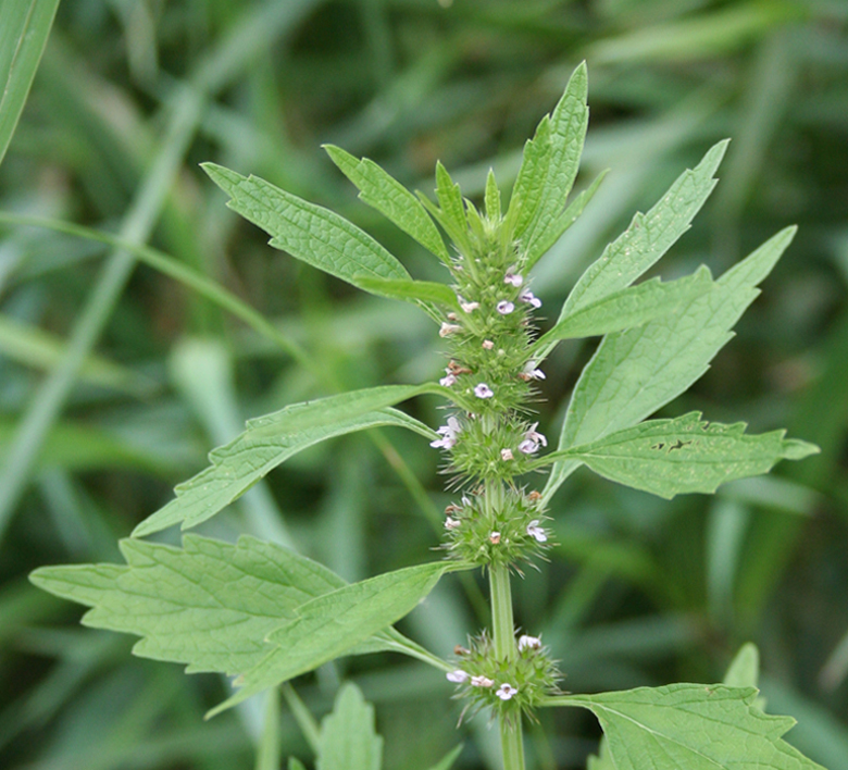 Image of Chaiturus marrubiastrum specimen.