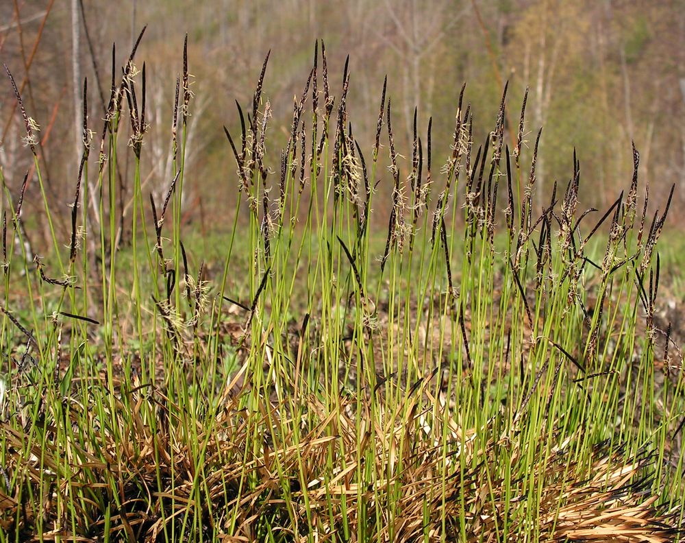 Image of Carex vanheurckii specimen.