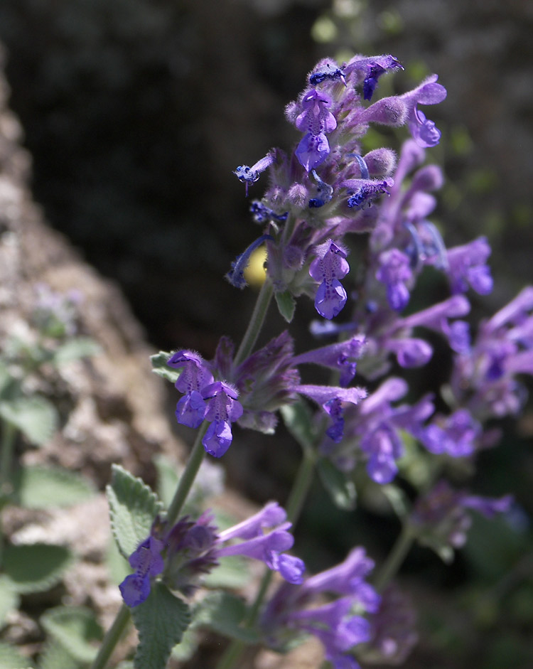 Изображение особи Nepeta mussinii.