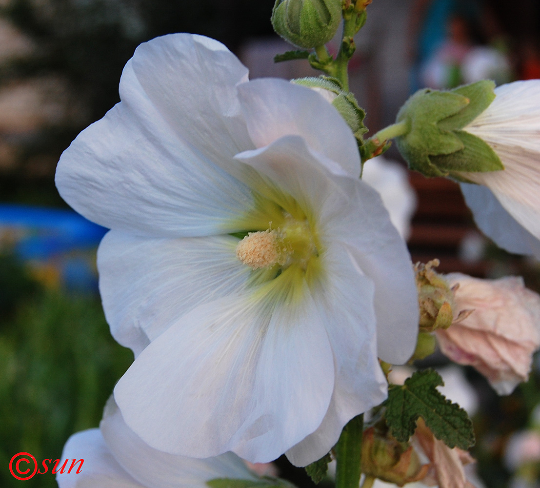 Image of Alcea rosea specimen.