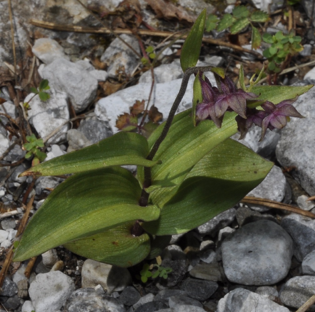 Image of Epipactis atrorubens specimen.