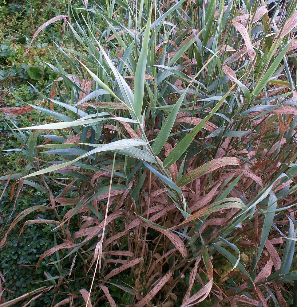 Image of Phalaroides arundinacea specimen.