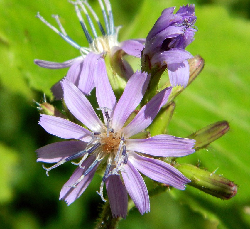 Image of Cicerbita petiolata specimen.