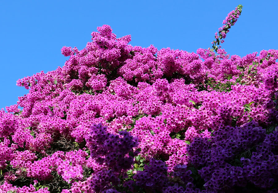 Изображение особи род Bougainvillea.