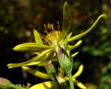 Senecio propinquus. Соцветие. Краснодарский край, окр. Красной Поляны, предгорье, у тропы. 12.10.2014.