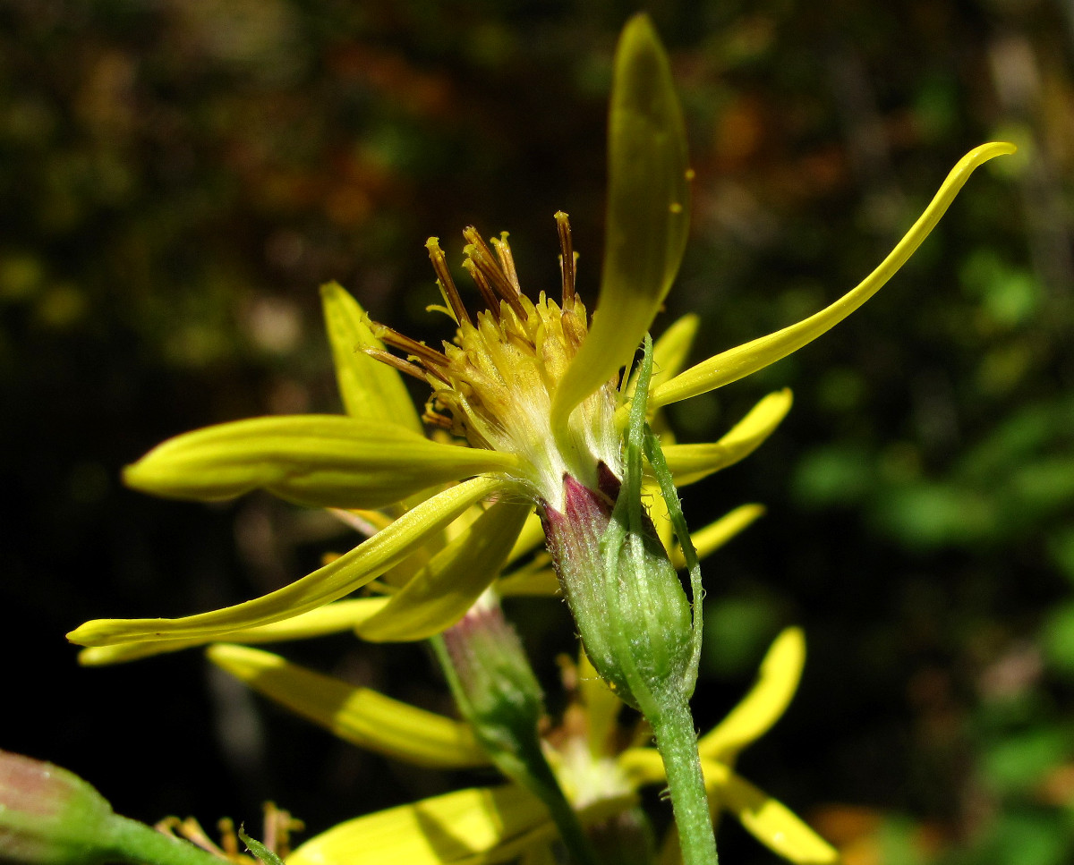 Image of Senecio propinquus specimen.