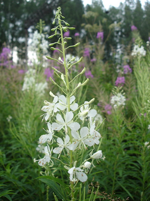 Image of Chamaenerion angustifolium specimen.