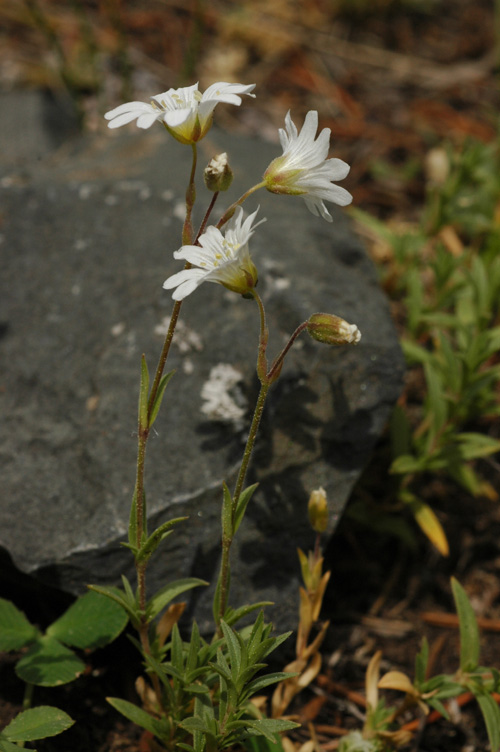 Image of Cerastium arvense specimen.