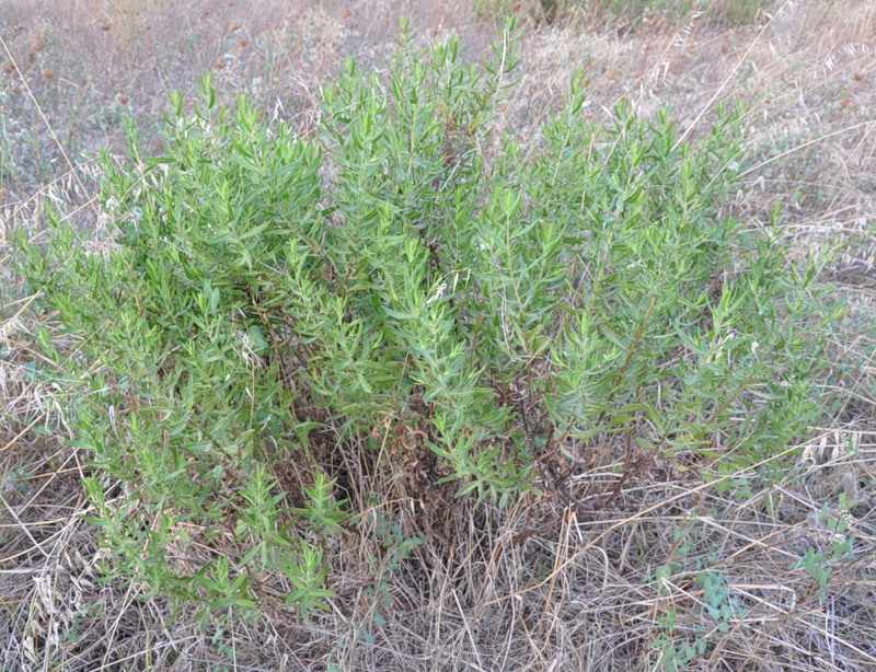 Image of Dittrichia viscosa specimen.