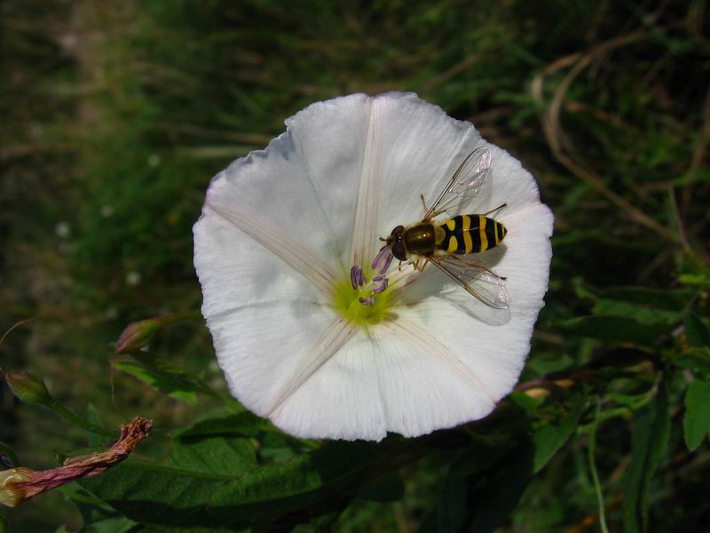 Image of Convolvulus arvensis specimen.