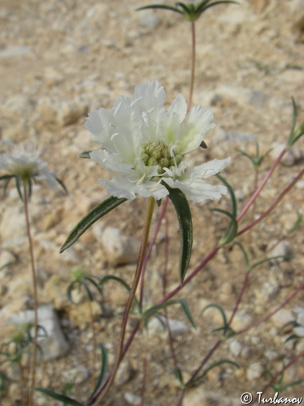 Image of Lomelosia argentea specimen.