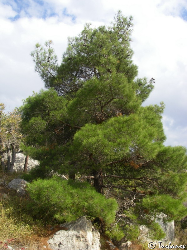 Image of Pinus pityusa specimen.