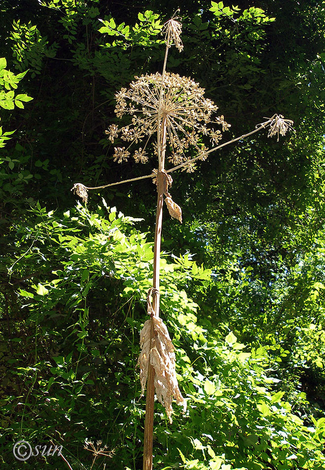 Изображение особи Heracleum mantegazzianum.