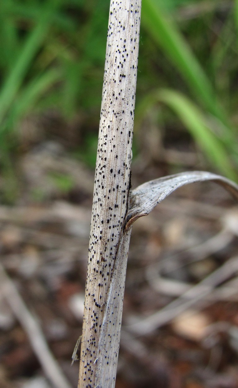 Изображение особи Calamagrostis epigeios.