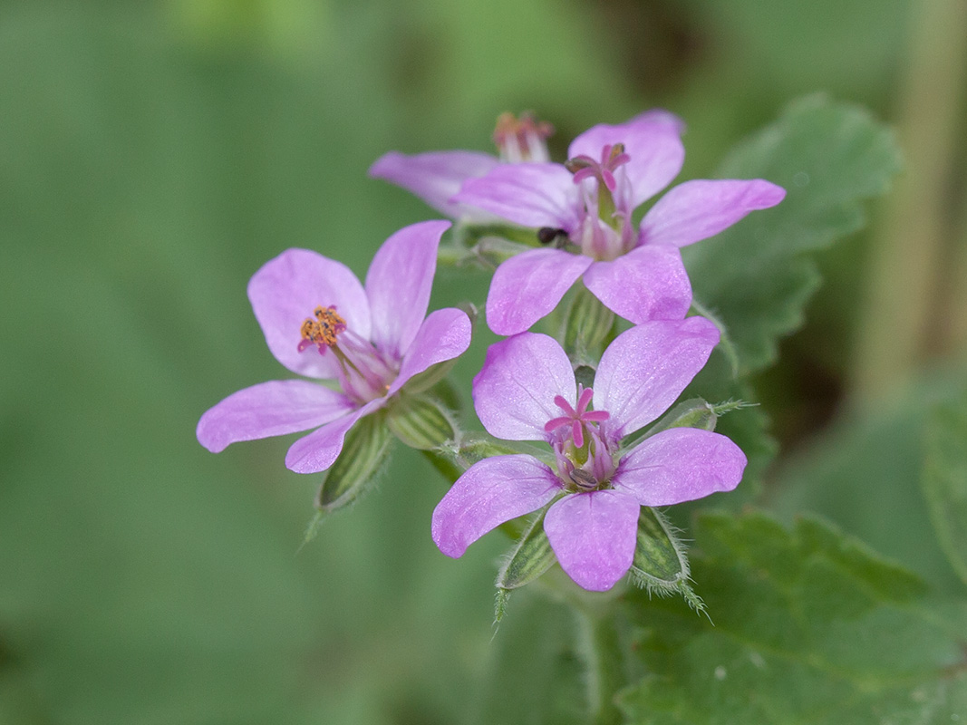 Image of Erodium malacoides specimen.