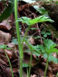 Ranunculus grandiflorus