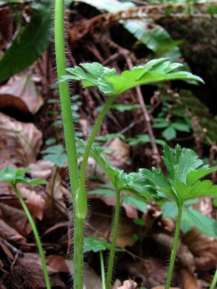 Image of Ranunculus grandiflorus specimen.