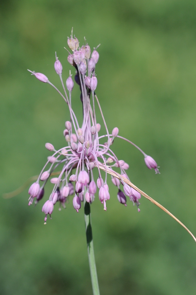 Image of Allium carinatum ssp. pulchellum specimen.