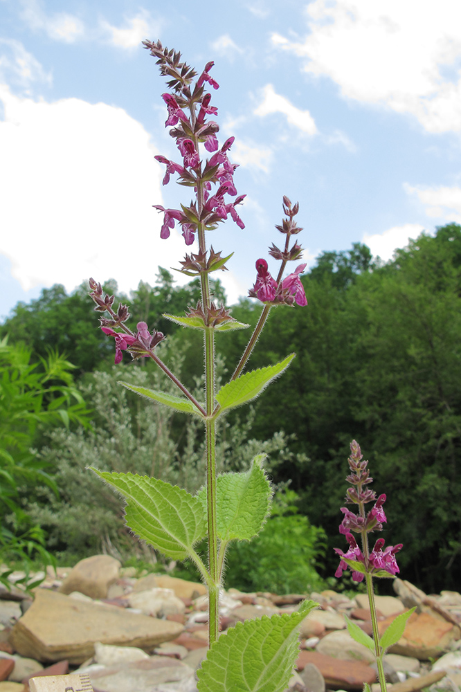 Image of Stachys sylvatica specimen.