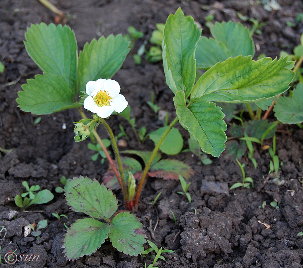 Image of Fragaria &times; ananassa specimen.