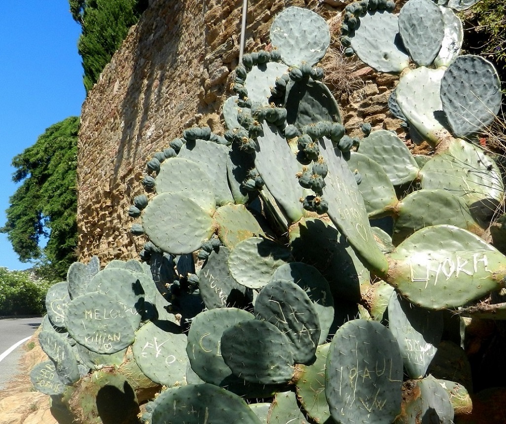 Image of Opuntia robusta specimen.