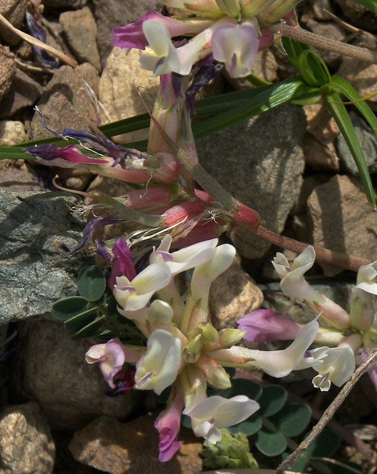 Image of Astragalus polygala specimen.