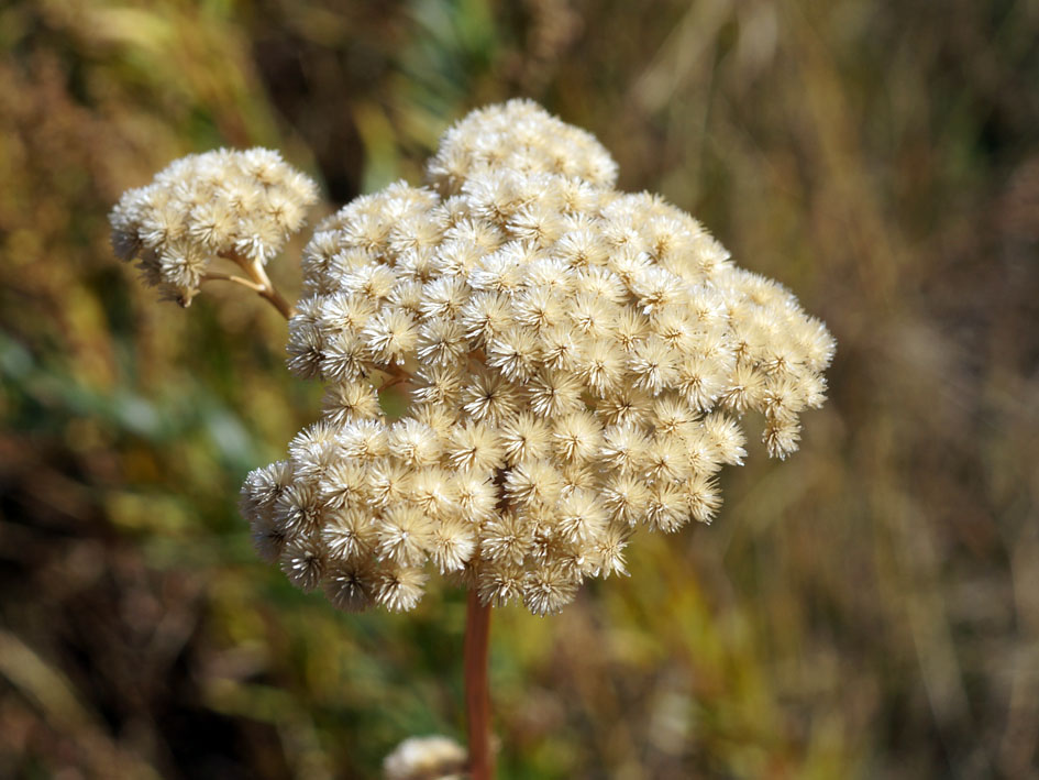 Image of Handelia trichophylla specimen.