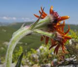 Tephroseris caucasigena