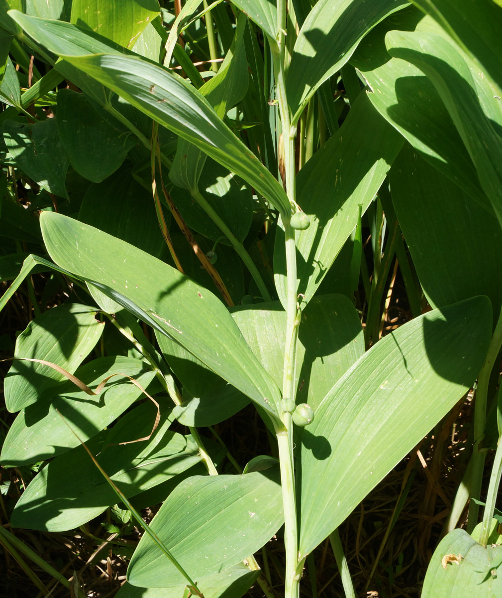 Изображение особи Polygonatum odoratum.