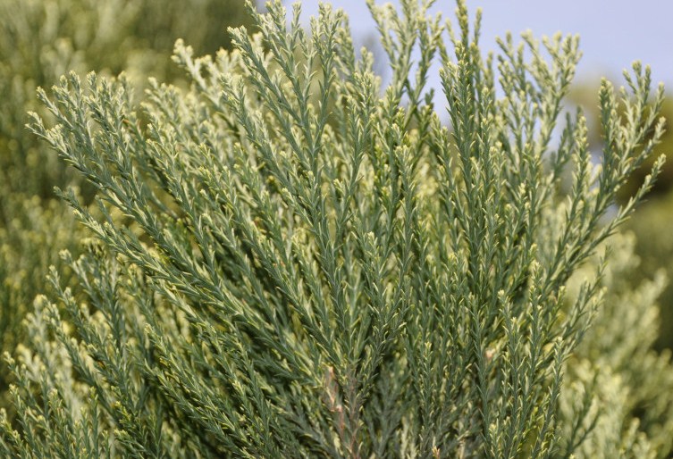 Image of Sequoiadendron giganteum specimen.