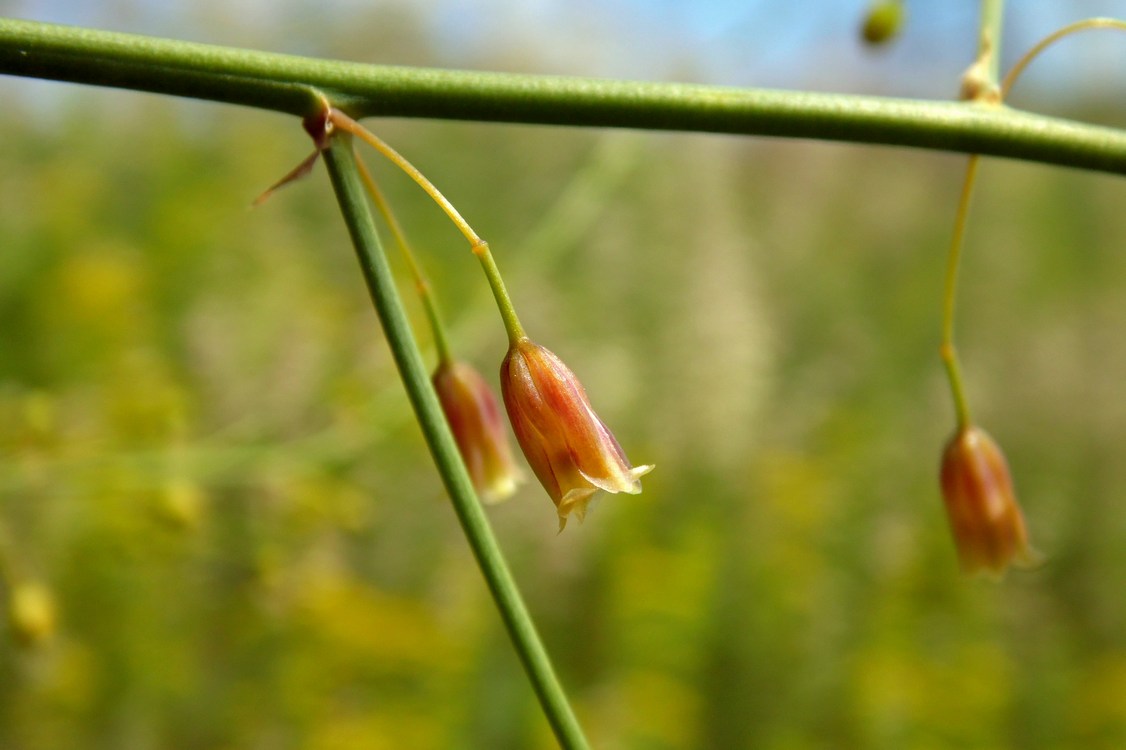 Image of Asparagus officinalis specimen.