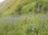 Смотреть изображение Delphinium elatum