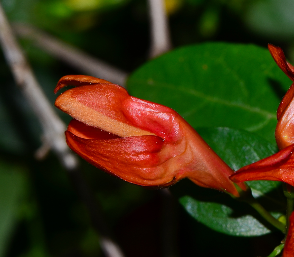 Image of Ruttya fruticosa specimen.