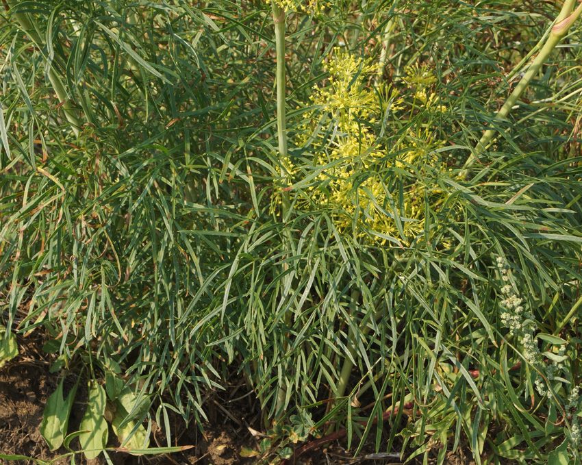 Image of Peucedanum morisonii specimen.