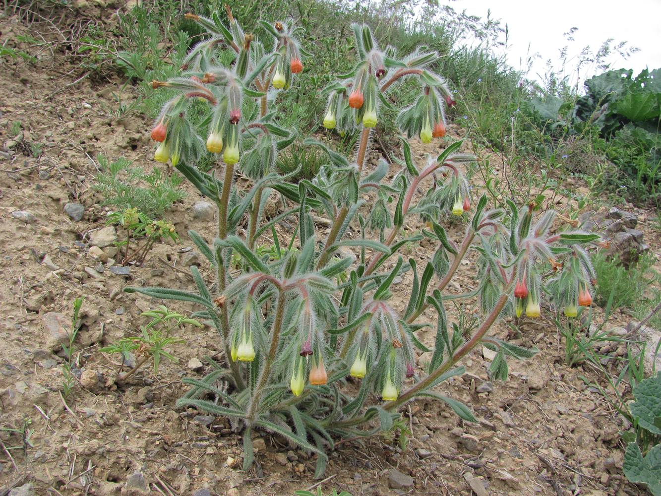 Image of Onosma dichroantha specimen.