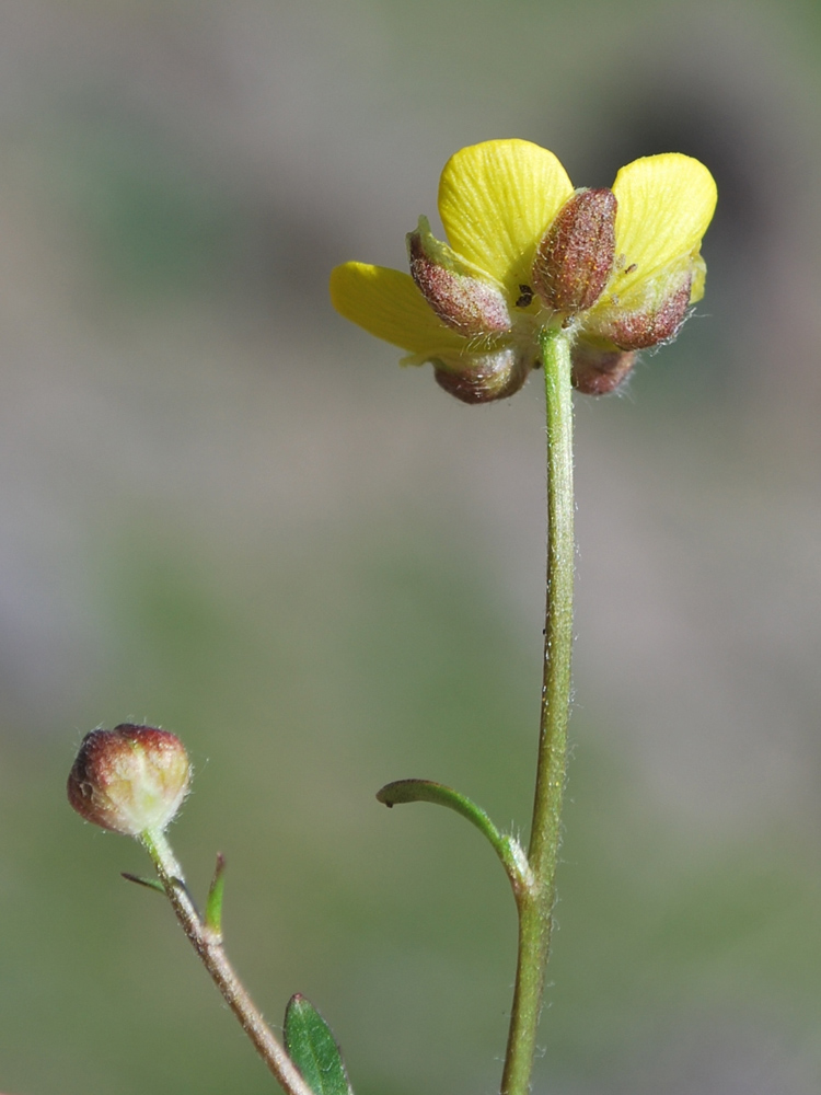 Изображение особи Ranunculus baranovianus.